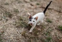 Доберутся и до мышей. Во Львове запрещают котам мяукать по-русски