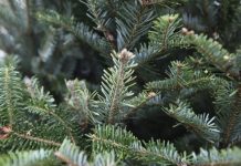 Юрист рассказал об ответственности за сруб елки