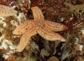 Морское существо оказалось способно перемещаться с помощью сотни «ног» без помощи мозга