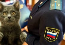 Можно ли за долги принудительно расстаться с «Муркой» или «Шариком»?