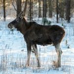 Нашествие лосей в Подмосковье объяснили