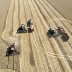 Российская пшеница хлынет в постсоветскую республику