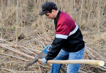 У дачников начнут отнимать участки за невырубленные деревья. От каких деревьев нужно избавиться, чтобы не нарваться на штраф?