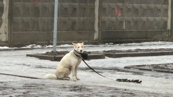 В Питере сердобольные люди помогли собаке-Хатико