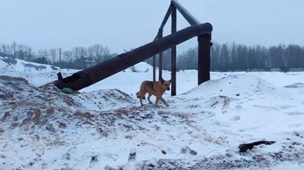 В Нижнем Новгороде спасли собаку, которая больше недели повела без еды и воды