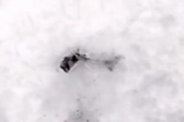 
        Сводка СВО, утро 12 января. Ночной кошмар: взрывы в Одессе, пожары в Киеве    