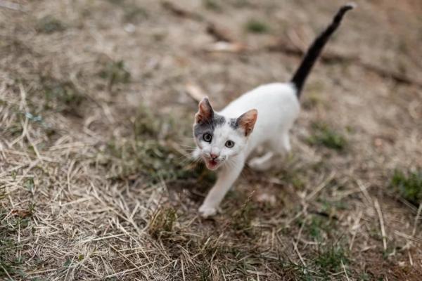 Доберутся и до мышей. Во Львове запрещают котам мяукать по-русски
Доберутся и до мышей. Во Львове запрещают котам мяукать по-русски