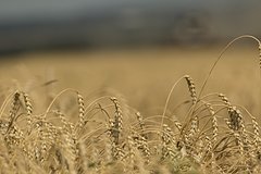 ЕС примет одну жесткую меру против Украины