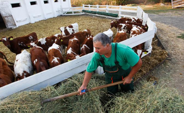 Фермеров предупредили: «Год будет тяжелым, денег в бюджете нет, господдержки не ждите» Фермеров предупредили: «Год будет тяжелым, денег в бюджете нет, господдержки не ждите»