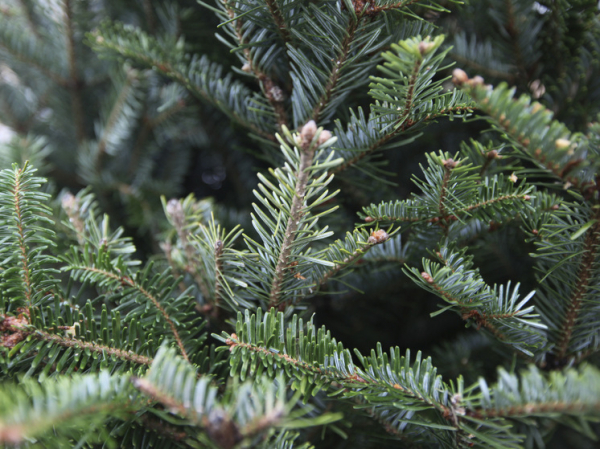 Юрист рассказал об ответственности за сруб елки