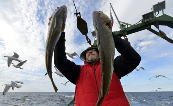 Медведев, где рыба? Вернуть треску на российские прилавки поможет «Весёлый Роджер»