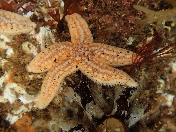 Морское существо оказалось способно перемещаться с помощью сотни «ног» без помощи мозга