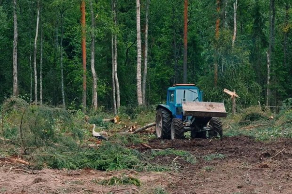 «Мы каждый день слышим их крики» В «подмосковной Швейцарии» вырубают лес с краснокнижными растениями и животными. Ради чего?