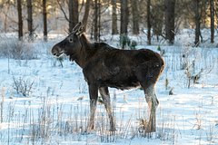 Нашествие лосей в Подмосковье объяснили Нашествие лосей в Подмосковье объяснили