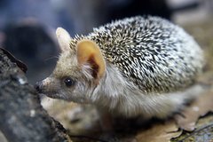 Не уснувшие из-за аномальной погоды ежи атаковали подмосковные помойки Не уснувшие из-за аномальной погоды ежи атаковали подмосковные помойки