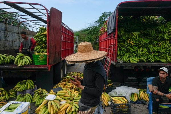 Планете грозит скорый дефицит бананов. Почему любимый всеми россиянами плод может исчезнуть с прилавков?