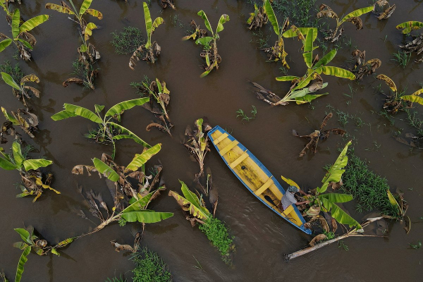 Планете грозит скорый дефицит бананов. Почему любимый всеми россиянами плод может исчезнуть с прилавков?