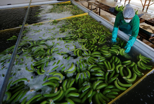 Планете грозит скорый дефицит бананов. Почему любимый всеми россиянами плод может исчезнуть с прилавков?