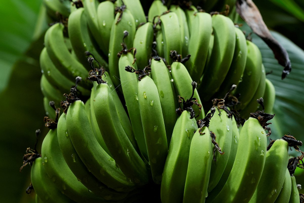 Планете грозит скорый дефицит бананов. Почему любимый всеми россиянами плод может исчезнуть с прилавков?