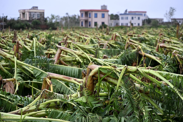Планете грозит скорый дефицит бананов. Почему любимый всеми россиянами плод может исчезнуть с прилавков?