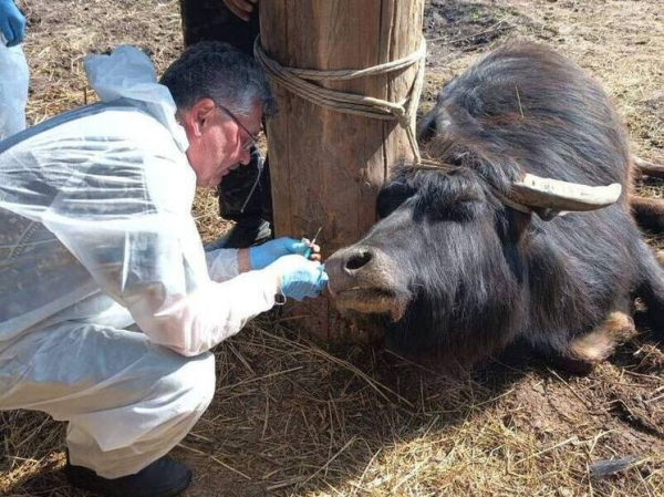 Подмосковные ветеринары спасли буйволицу с абсцессом