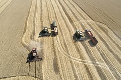 Российская пшеница хлынет в постсоветскую республику Российская пшеница хлынет в постсоветскую республику