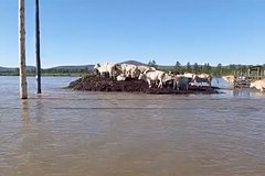 Спасающиеся от паводка коровы из российского села забрались на холм и попали на видео