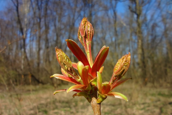 У дачников начнут отнимать участки за невырубленные деревья. От каких деревьев нужно избавиться, чтобы не нарваться на штраф? У дачников начнут отнимать участки за невырубленные деревья. От каких деревьев нужно избавиться, чтобы не нарваться на штраф?