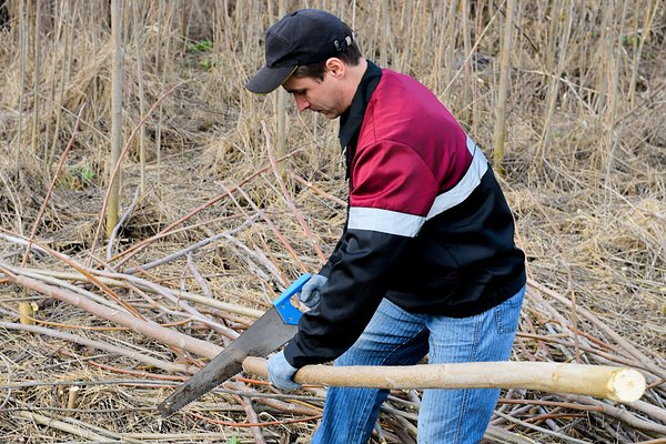 У дачников начнут отнимать участки за невырубленные деревья. От каких деревьев нужно избавиться, чтобы не нарваться на штраф? У дачников начнут отнимать участки за невырубленные деревья. От каких деревьев нужно избавиться, чтобы не нарваться на штраф?