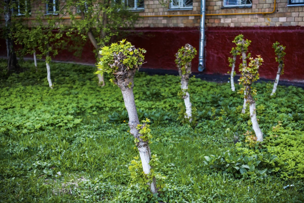 У дачников начнут отнимать участки за невырубленные деревья. От каких деревьев нужно избавиться, чтобы не нарваться на штраф? У дачников начнут отнимать участки за невырубленные деревья. От каких деревьев нужно избавиться, чтобы не нарваться на штраф?