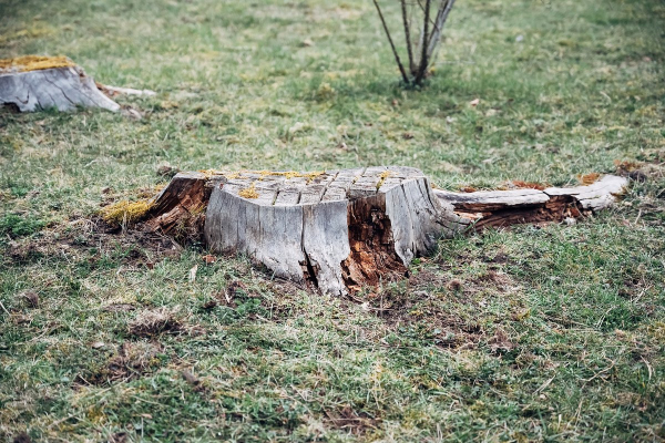 У дачников начнут отнимать участки за невырубленные деревья. От каких деревьев нужно избавиться, чтобы не нарваться на штраф? У дачников начнут отнимать участки за невырубленные деревья. От каких деревьев нужно избавиться, чтобы не нарваться на штраф?