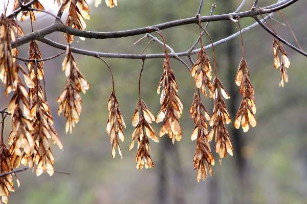 У дачников начнут отнимать участки за невырубленные деревья. От каких деревьев нужно избавиться, чтобы не нарваться на штраф? У дачников начнут отнимать участки за невырубленные деревья. От каких деревьев нужно избавиться, чтобы не нарваться на штраф?