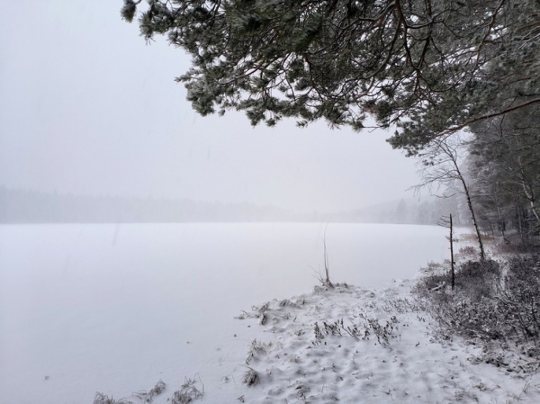 Волонтёры считают, что семья Усольцевых могла заблудиться в тайге